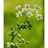 Болиголов: від болю до комфорту - як настоянка покращує якість життя 