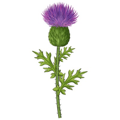 Користь розторопші: природна підтримка печінки і щоденного балансу