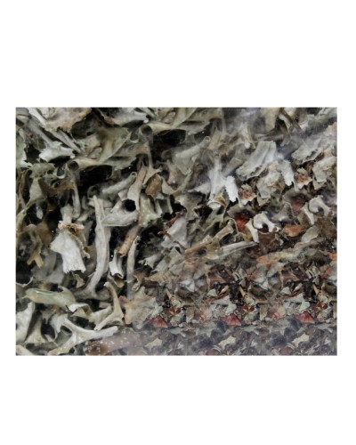 Ісландський мох Союз Афган 25 г